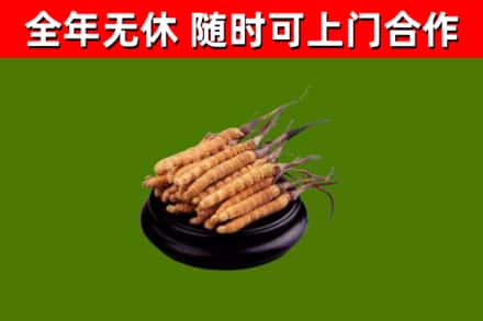 南阳市回收冬虫夏草