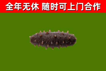南阳市回收海参干